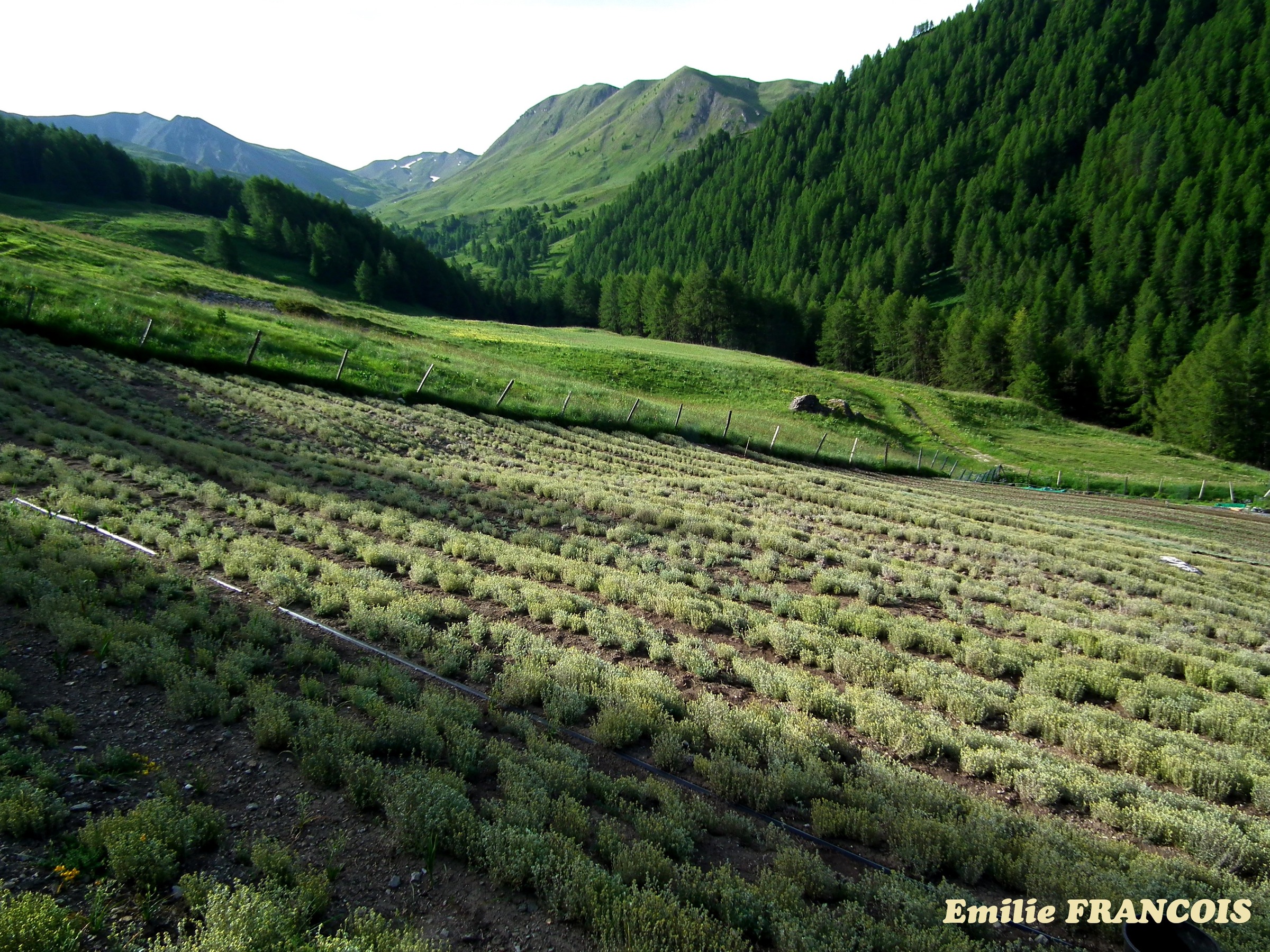 Champ de génépi, montagnes et forêt dans les Hautes-Alpes — photographie Emilie François